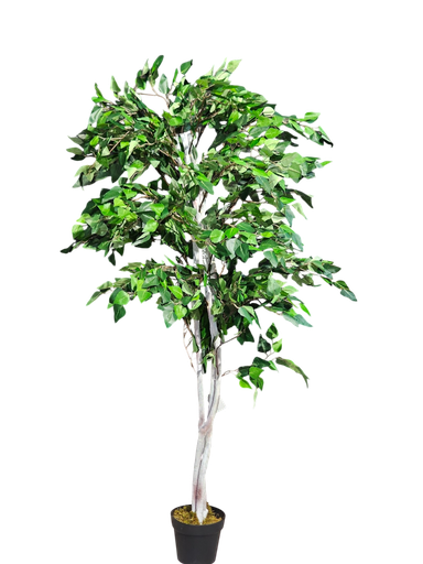 داری باڵندەکان 180 سانتیمەتر