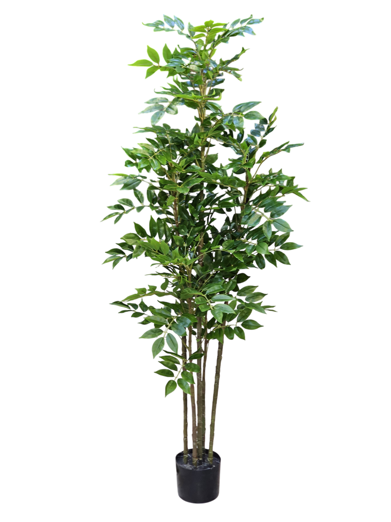 درەخت 150 سانتیمەتر