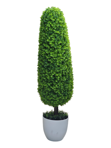 Cypress tree