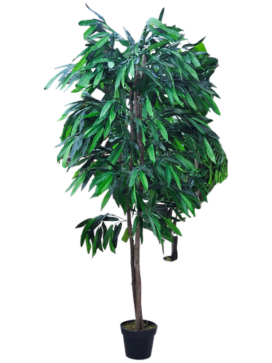 شجرة المانجو 180 سم