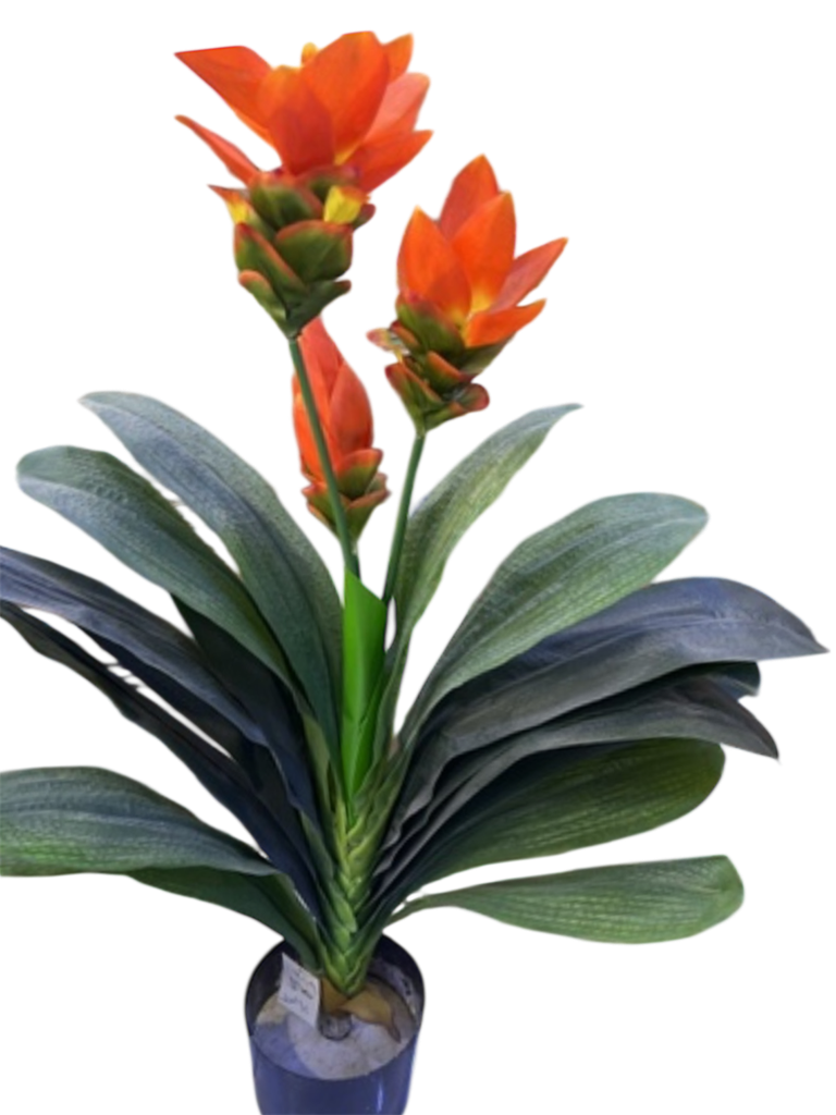 هەنجیری لاستیکی