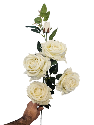 الوردة البيضاء