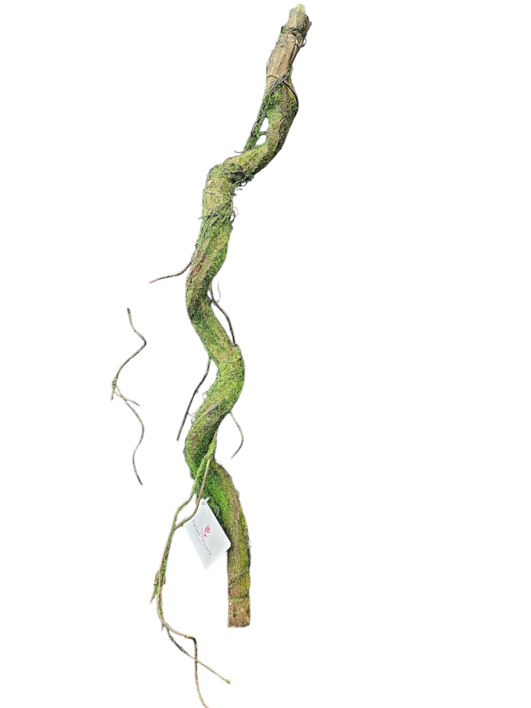 root 100cm