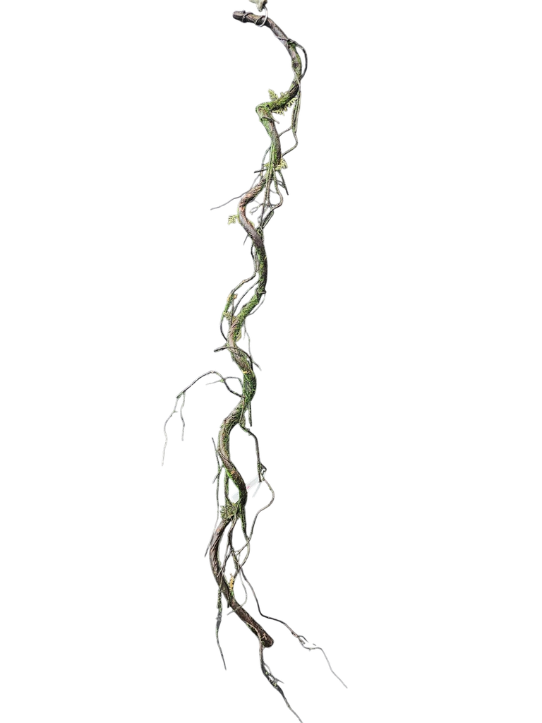 الجذور 120 سم