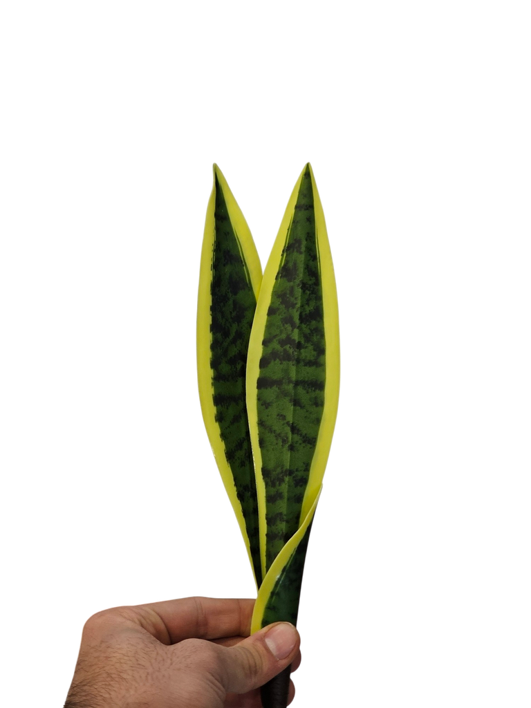 Sanseveria