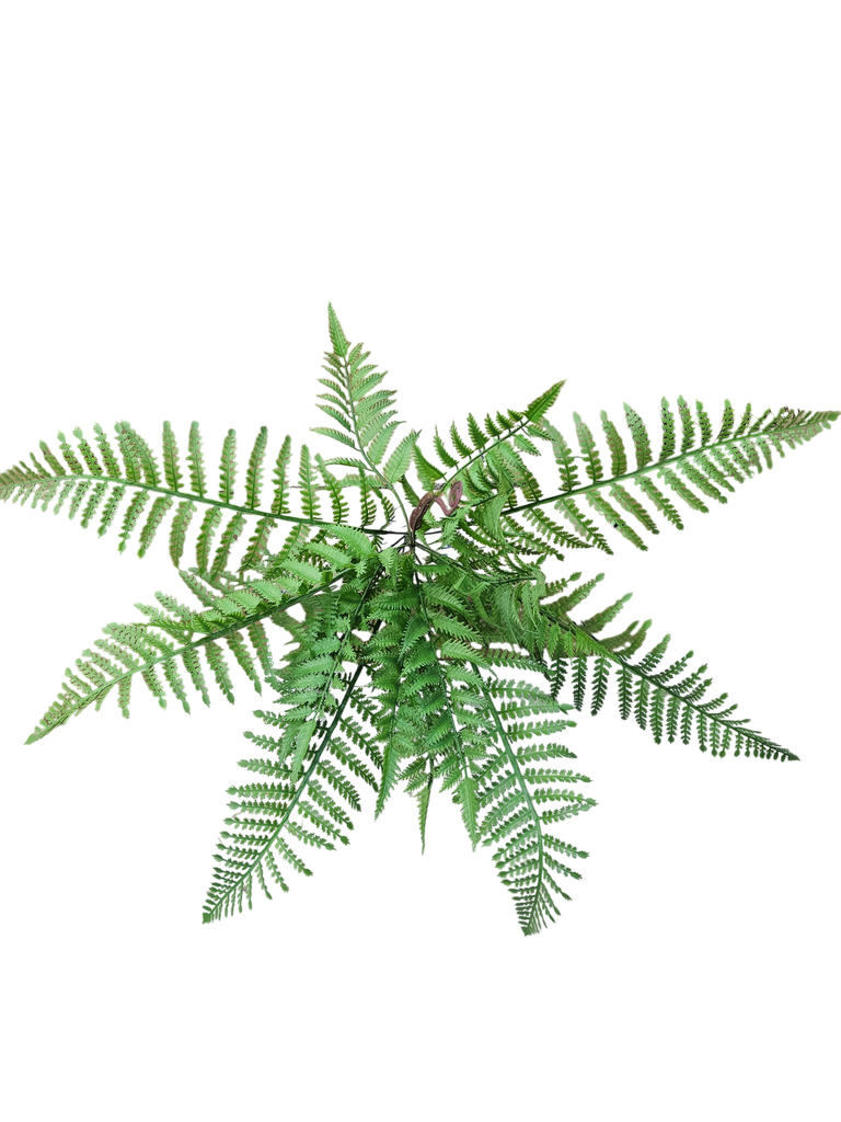 cycas