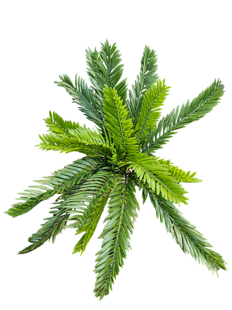cycas