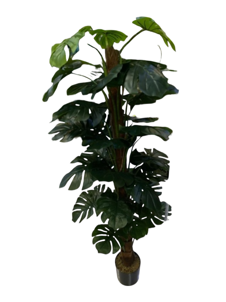 گەڵای قەفەز