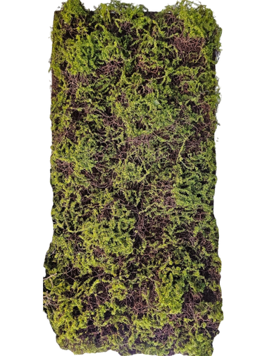 50*100 moss