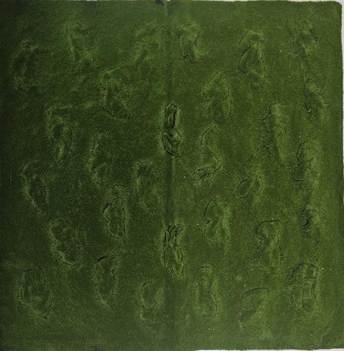 طحلب السجاد