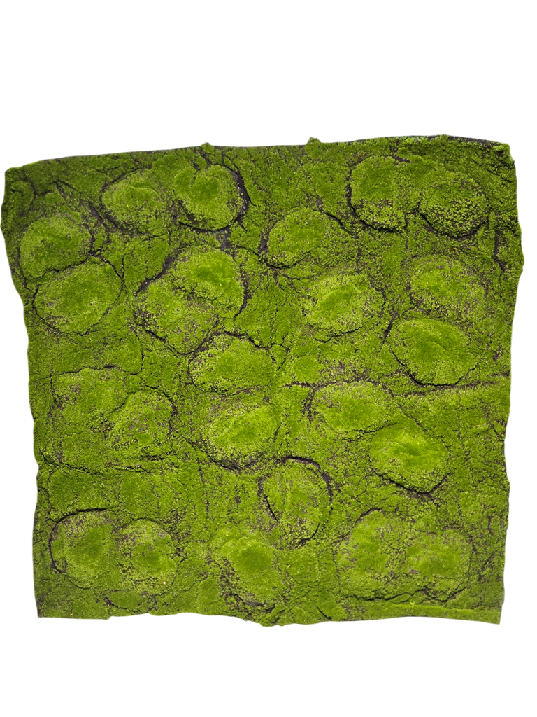 طحلب السجاد