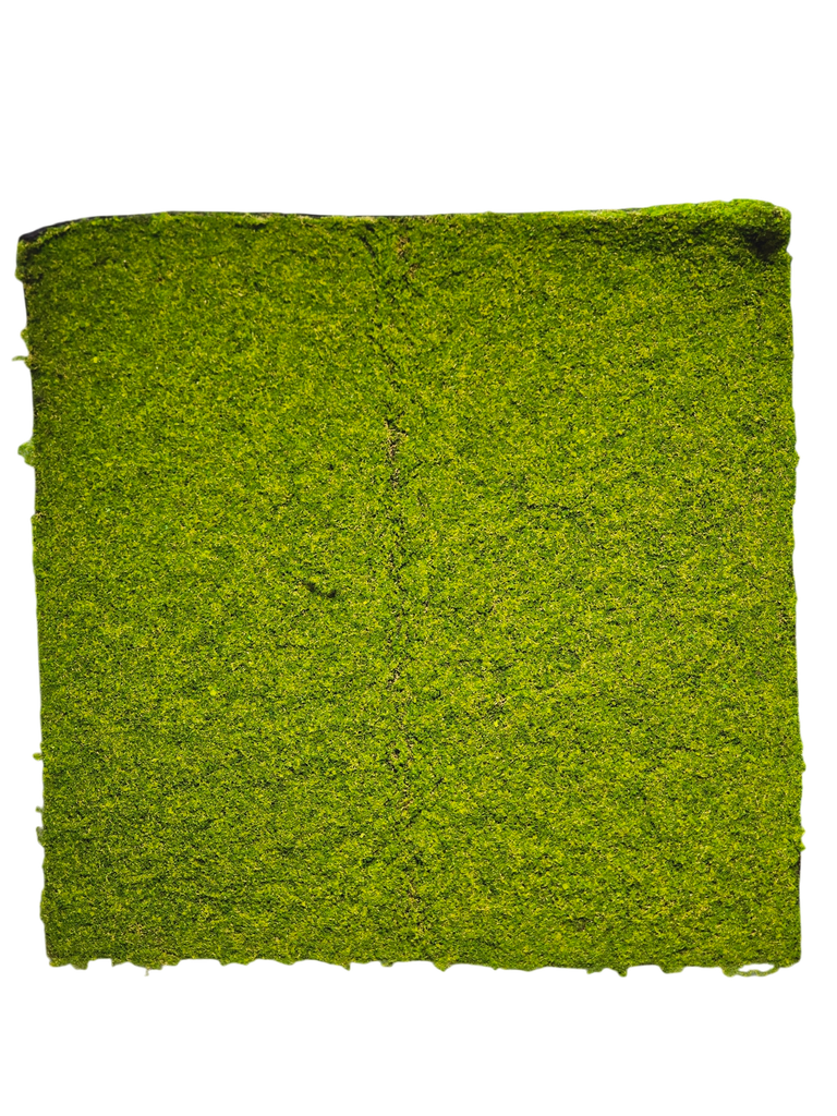 طحلب السجاد