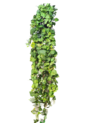 گەڵای درێژ
