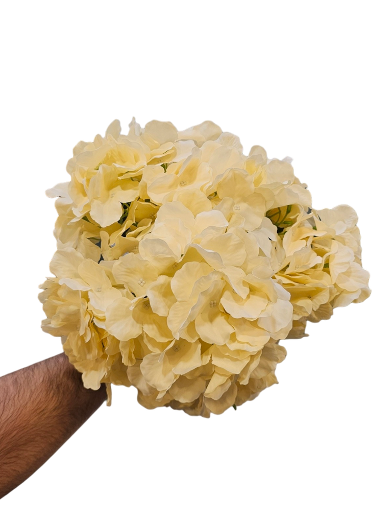 Hydrangea creamy