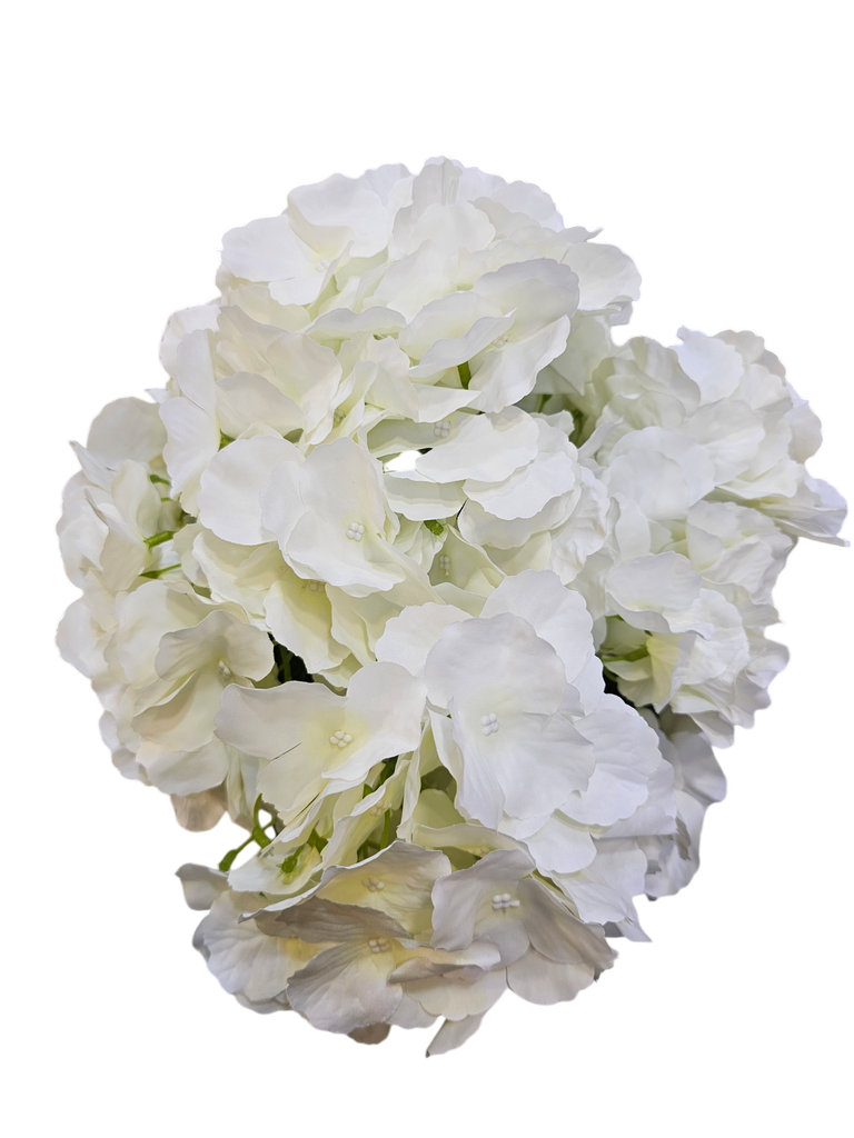 الهيدرانجيا البيضاء