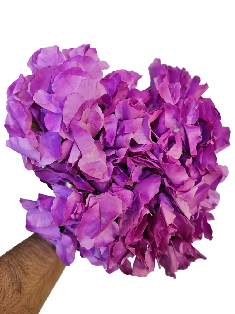 هایدرانگیا مۆر