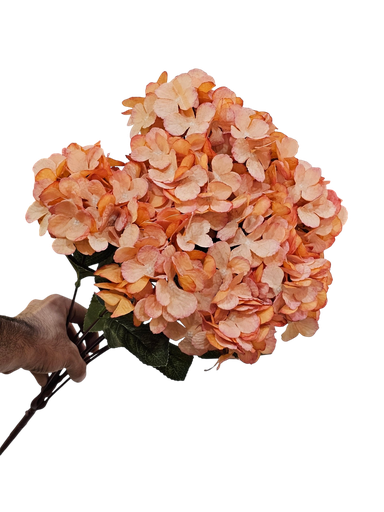 Orange Hydrangea