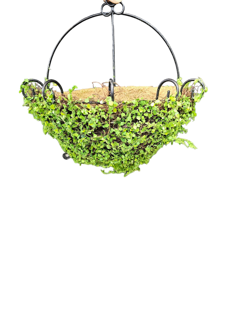 Nest