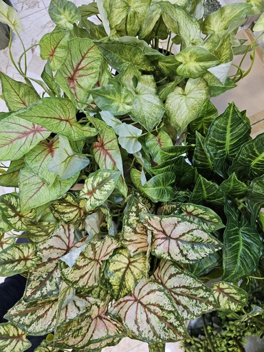 النباتات في الوعاء