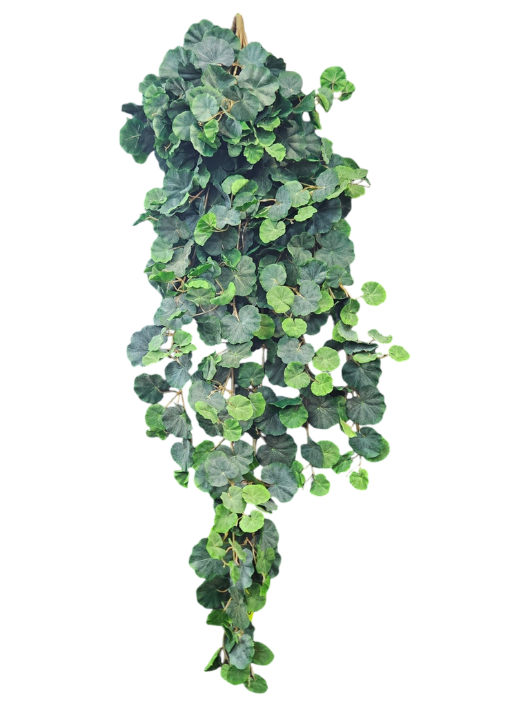 Ivy Limb