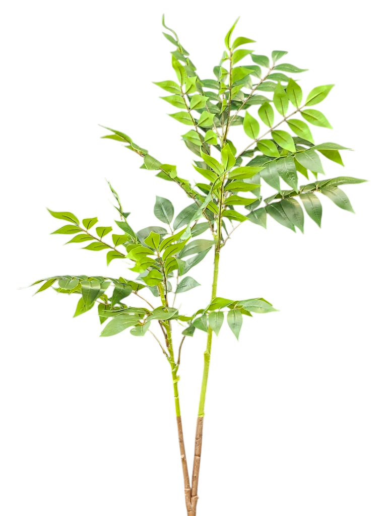 leaves