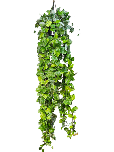 شجيرة المعلقة