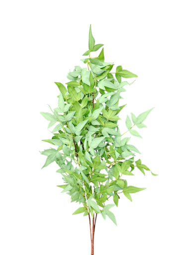 foliage branches
