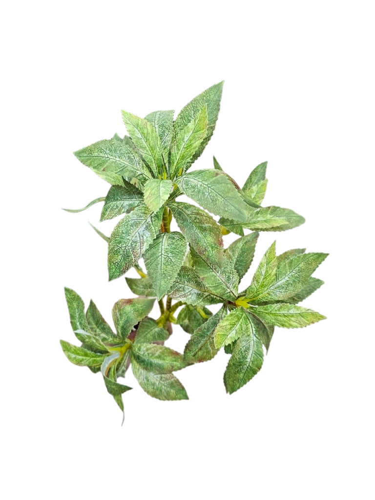 فروع الأوراق