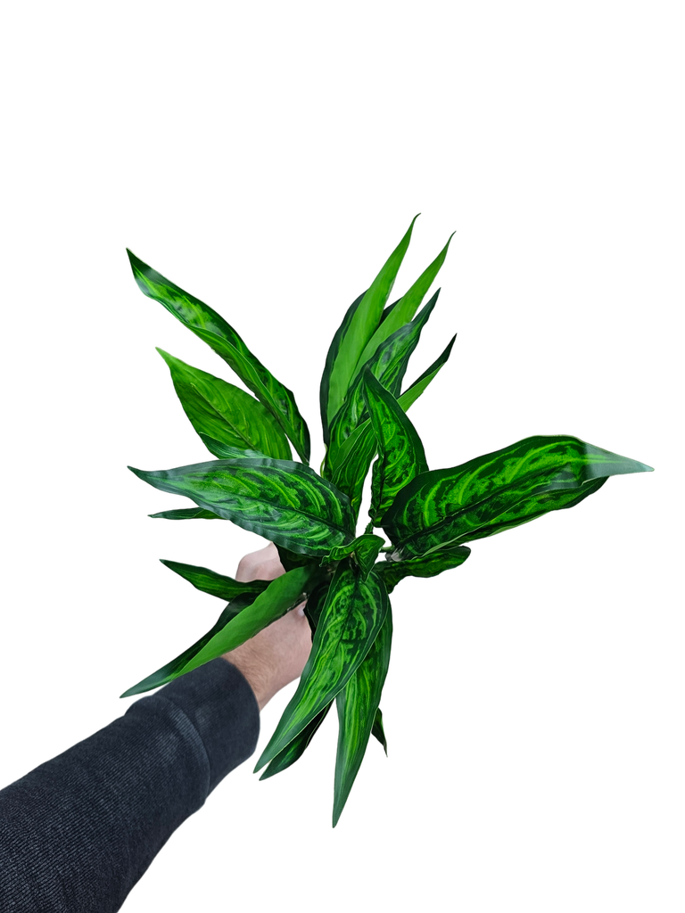 فروع الأوراق