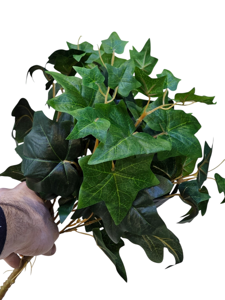 hydra leaves