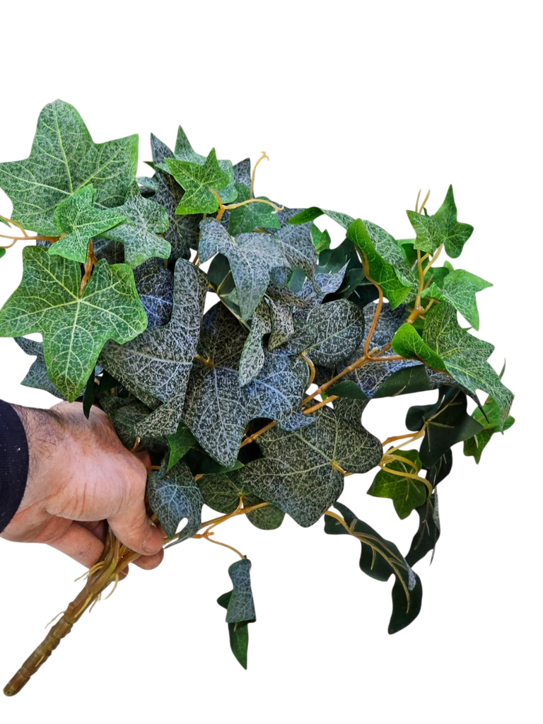 أوراق هيدرا