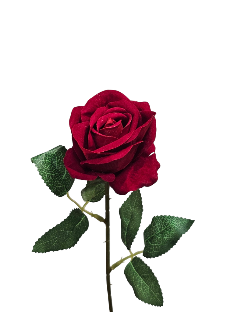 singular red rose