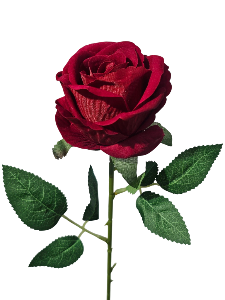 گوڵەباخی سووری تاک