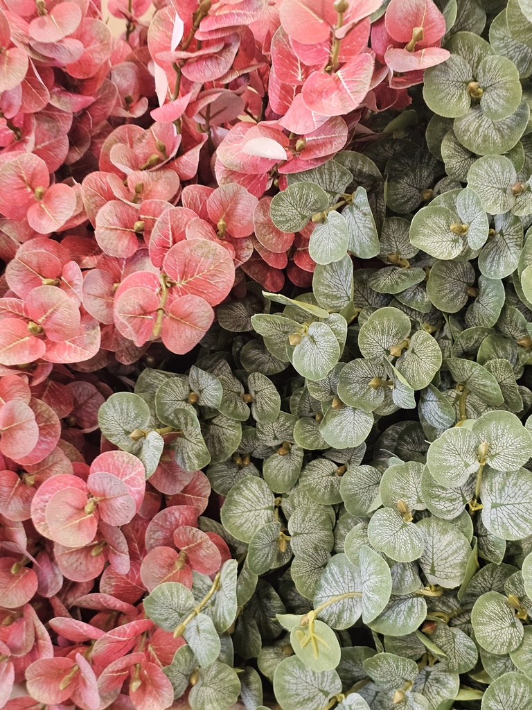 الأوكالبتوس