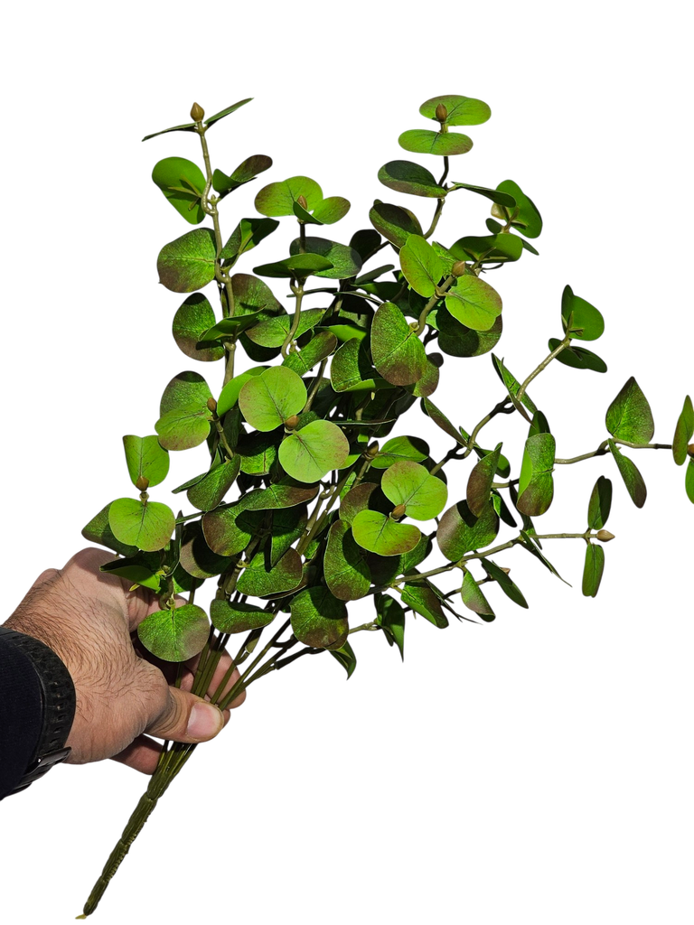 یوکالیپتوس