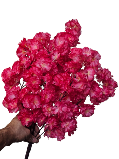 کلکی ڕێوی شەرابی سوور