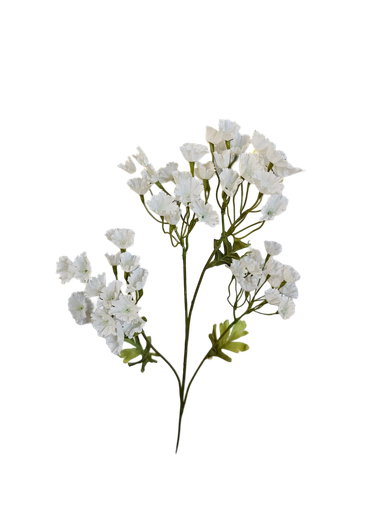 گوڵی چپسۆفیل