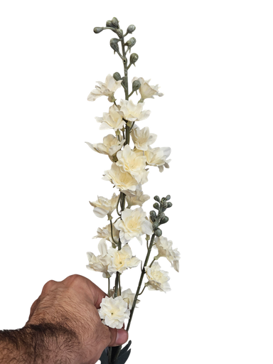 زهرة