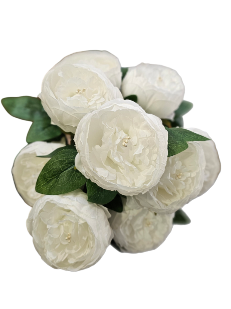 white peony flower