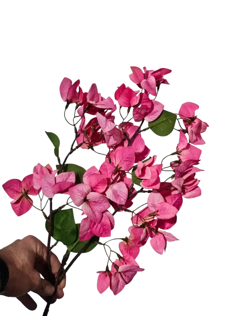بوگەنڤیلیا