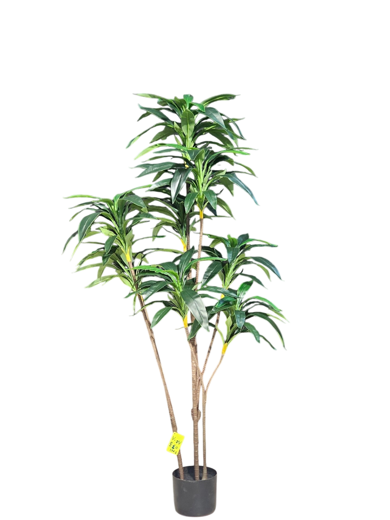 درەختی دراسینا 160 سانتیمەتر