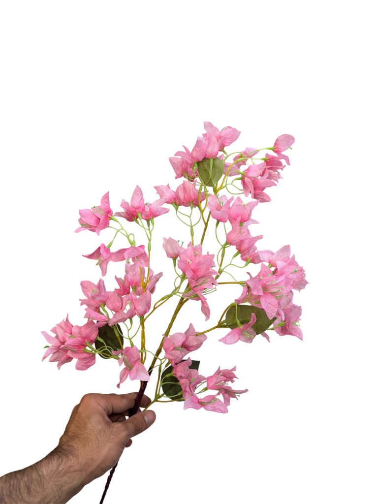 bougainvelia