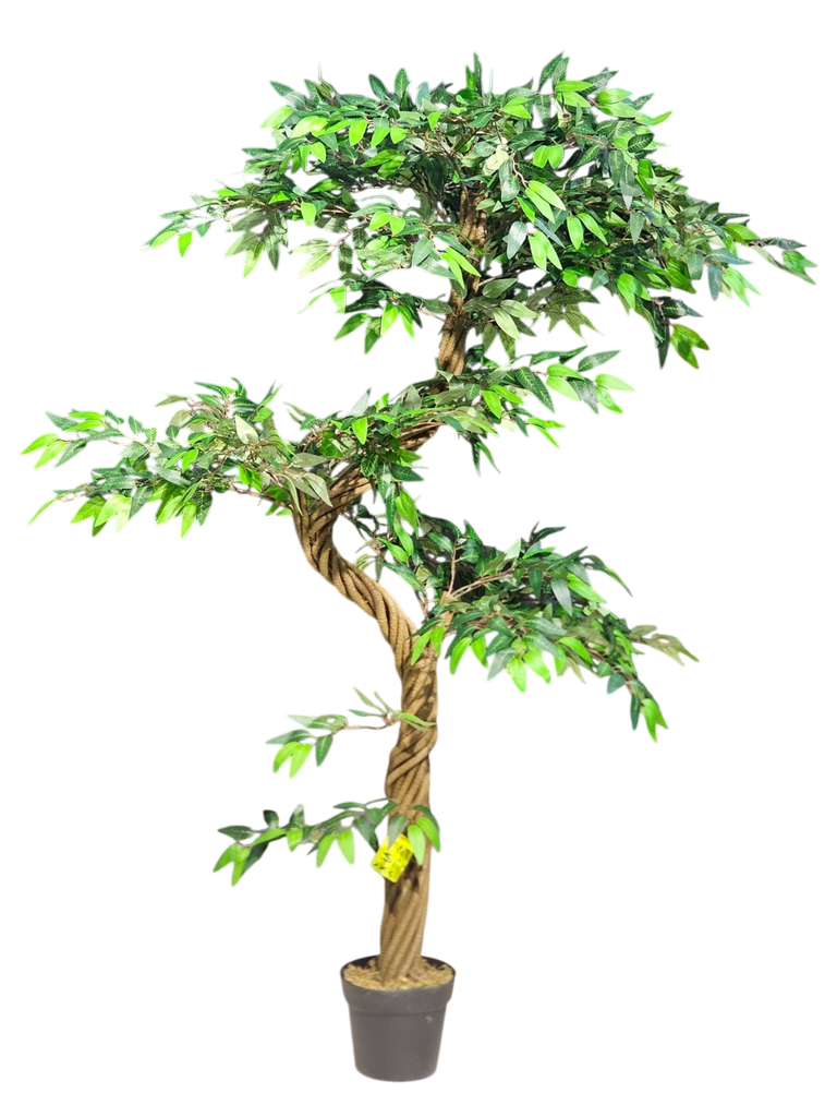 دار مێو 170 سانتیمەتر