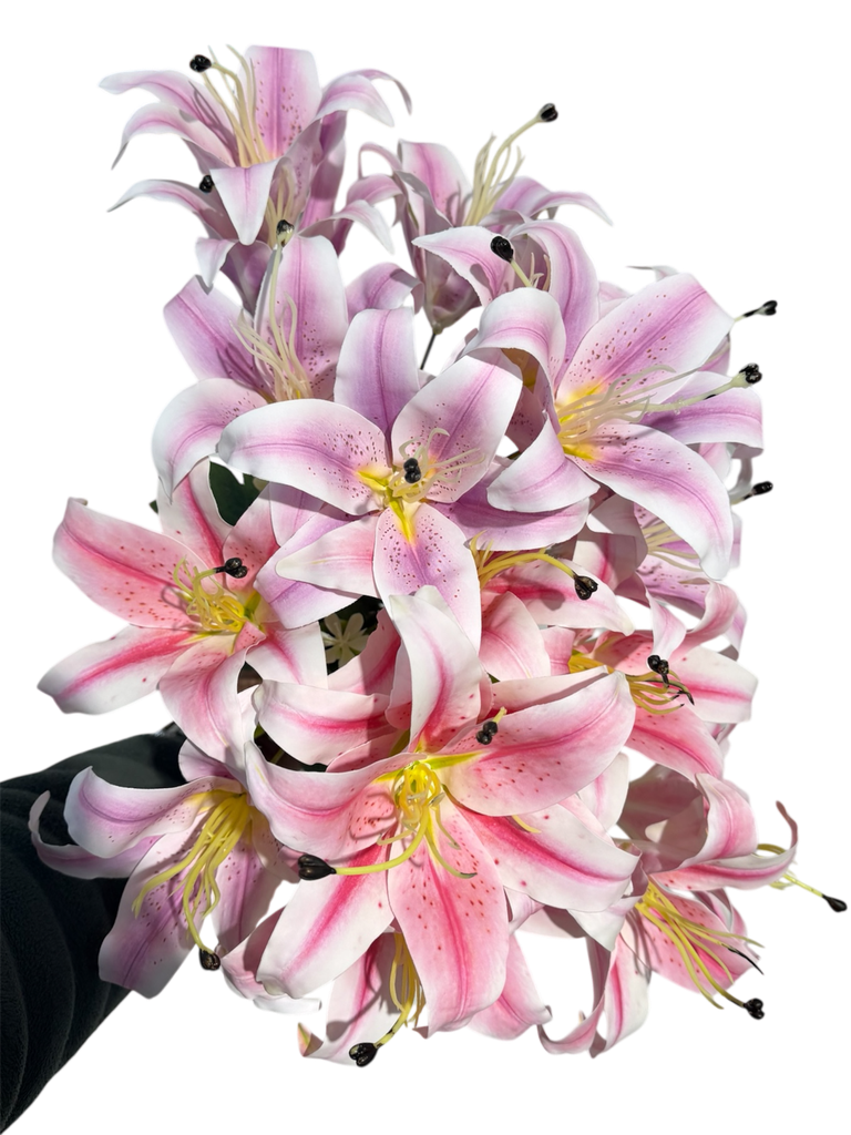 lilium