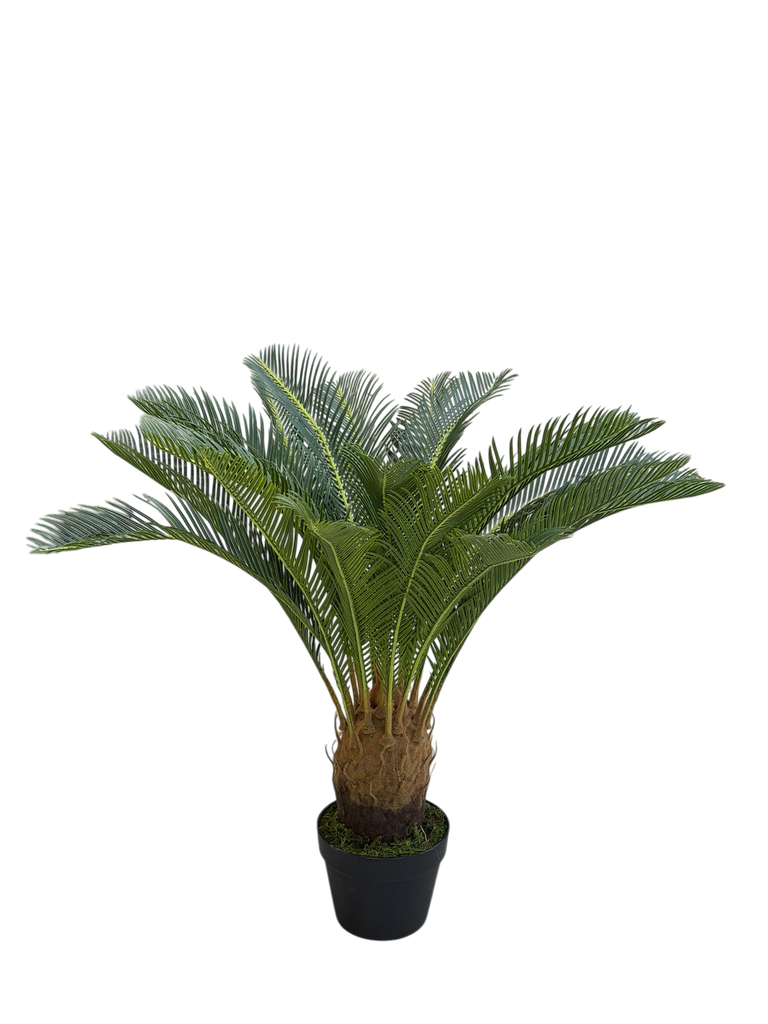 Cycas Tree 85 Cm