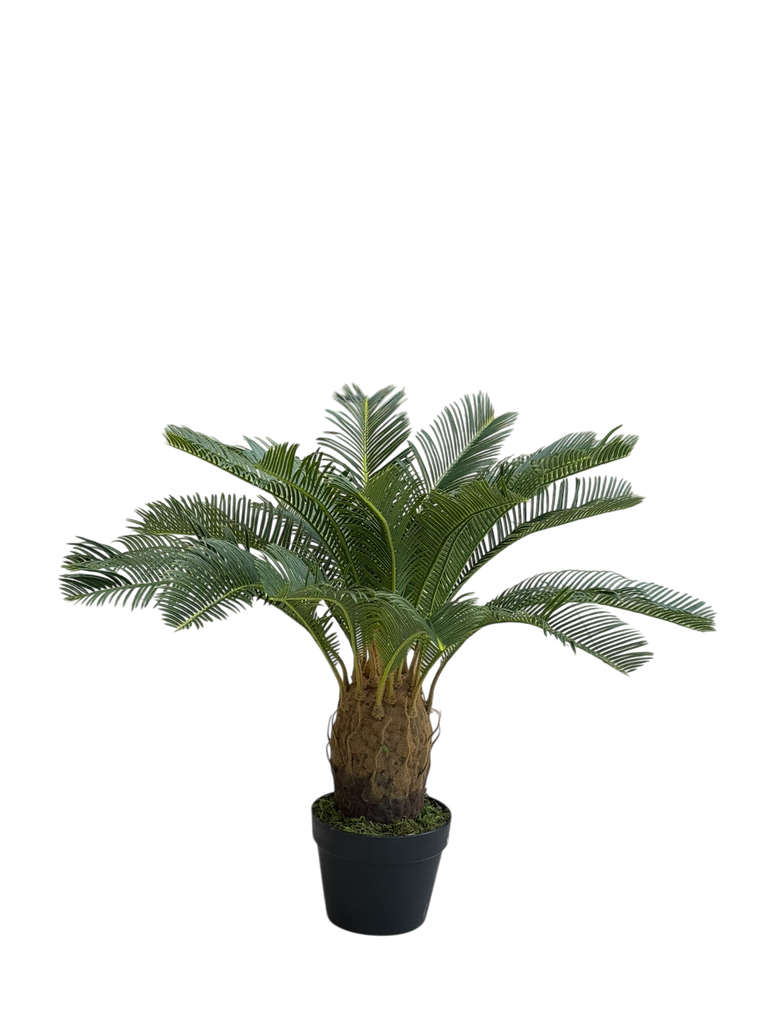 Cycas Tree 70 Cm