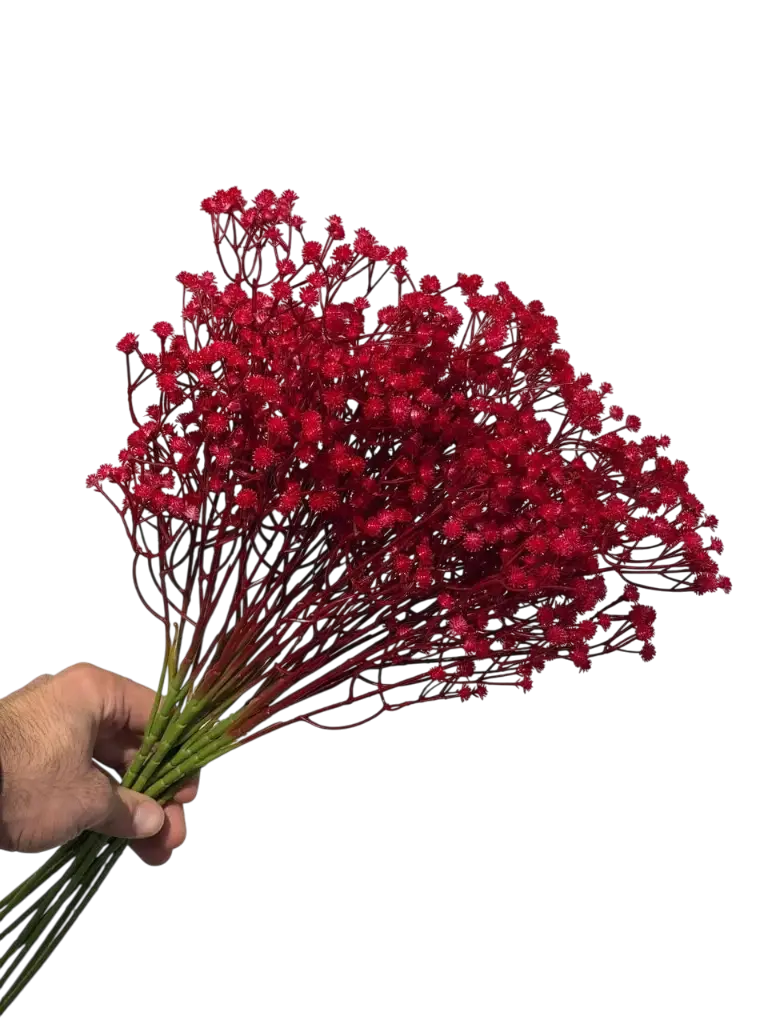 Red Gypsophila