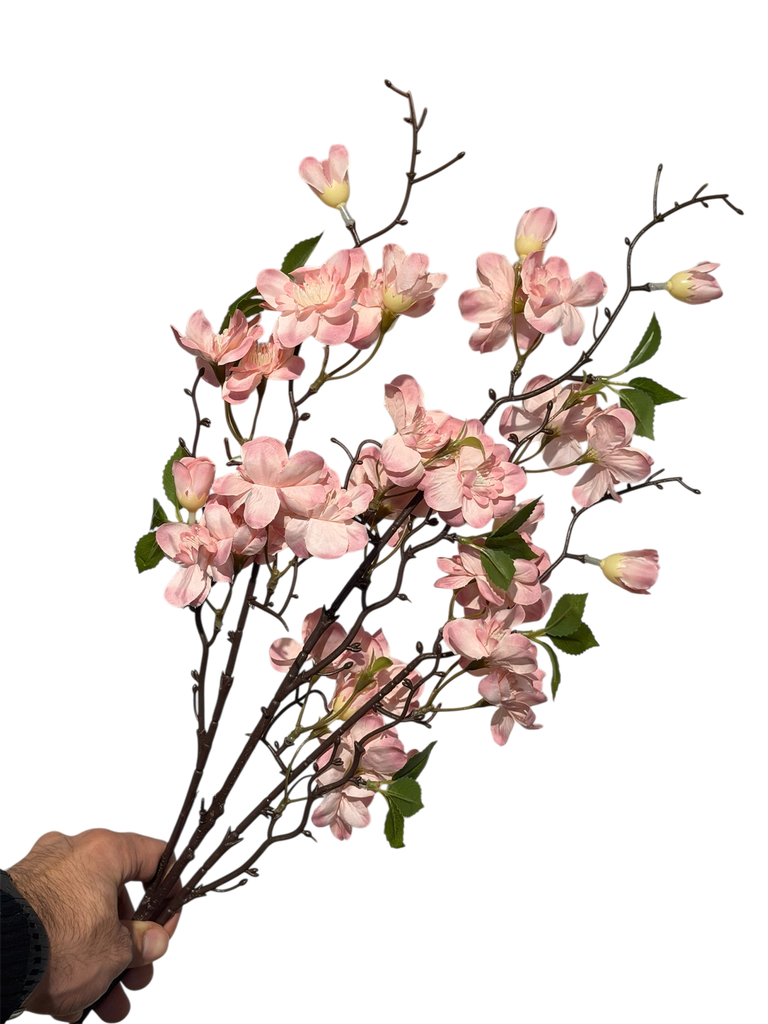 گوڵی گێلاسی پەمبە