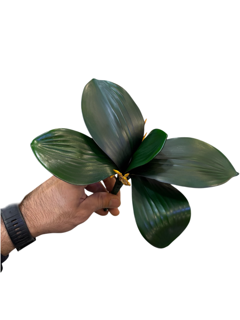 Orchid Leaf