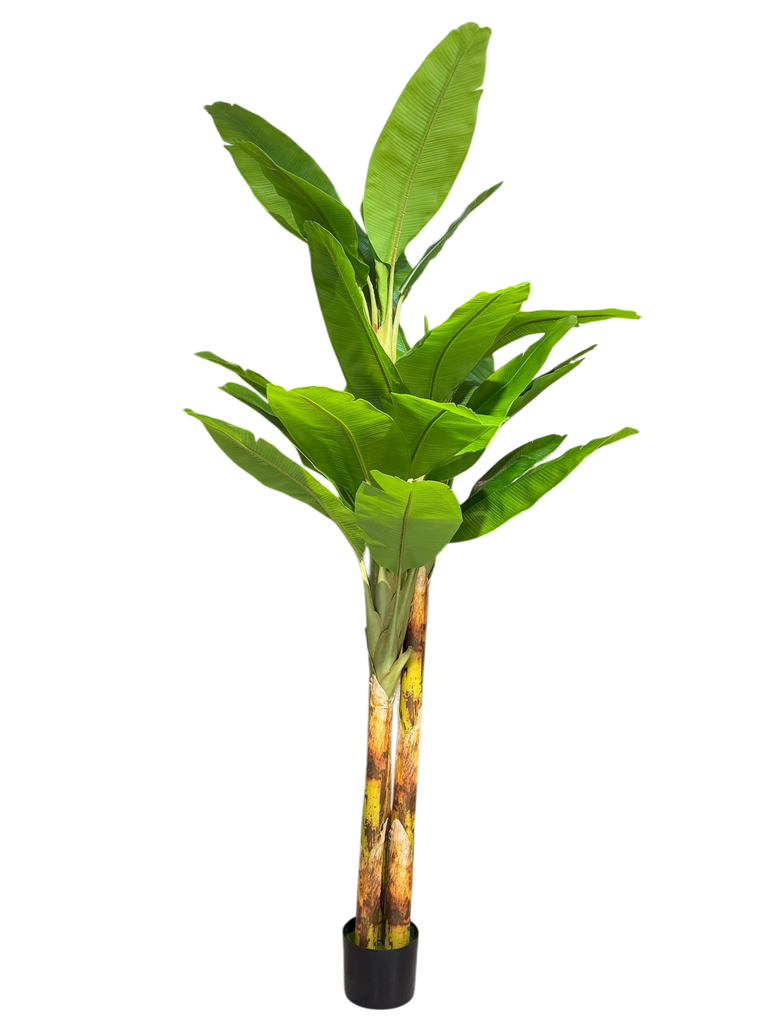 270Cm Banana Tree